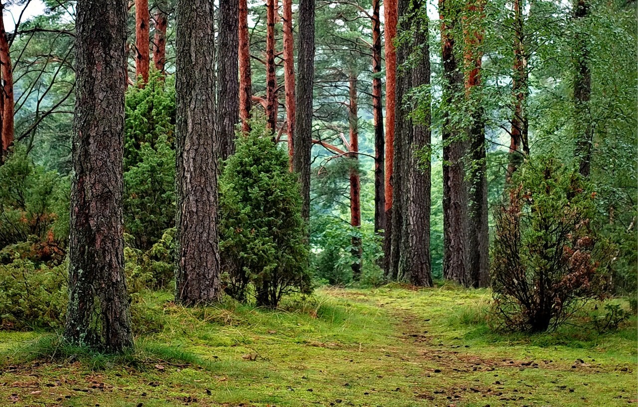 Trees By R.Krishnamurthy